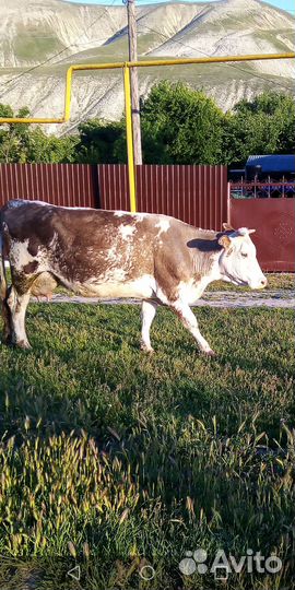 Корова дойная