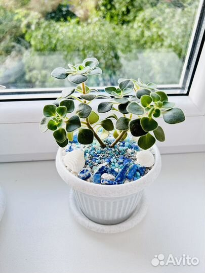 Аихризон дерево любви. Подарок. Декор