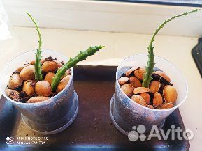 Суккуленты