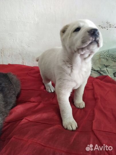 Щенки алабая