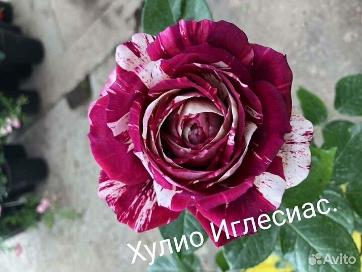 Розы
