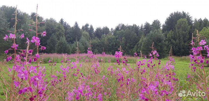 Иван чай (Кипрей) Карельский