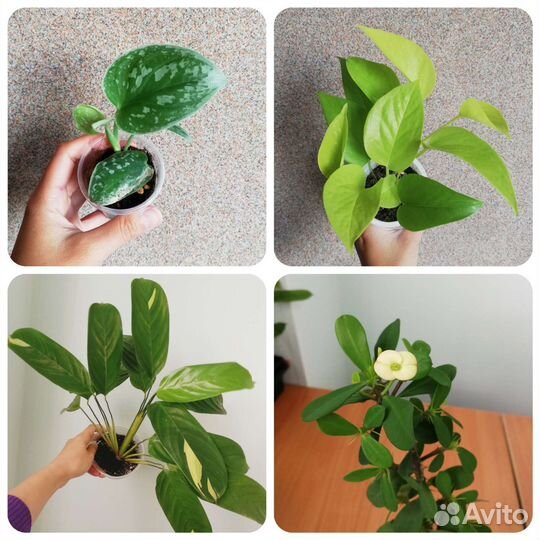 Комнатные цветы