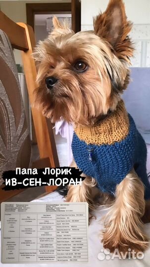 Йоркширский терьер щенки