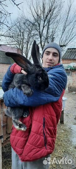 Кролики на племя
