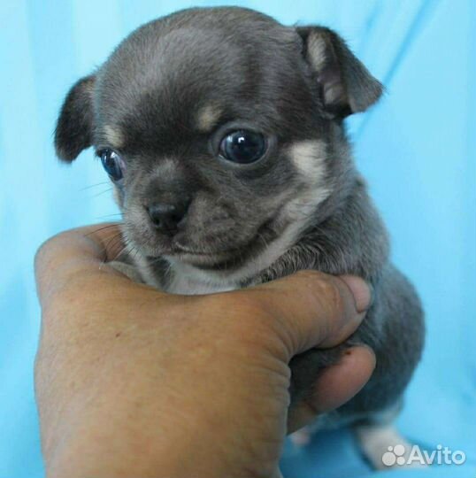 Чихуахуа голубой мальчик