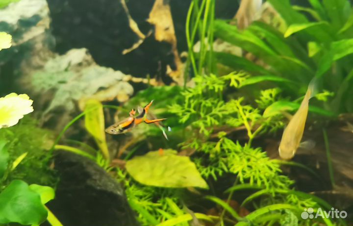 Гуппи Эндлера