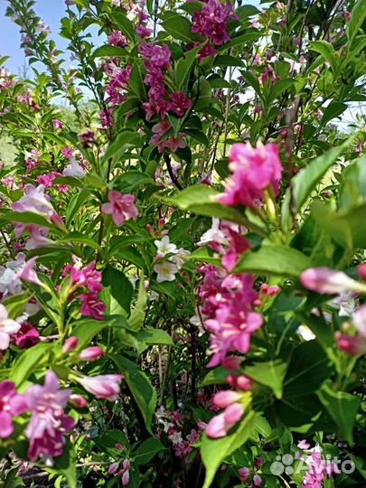 Вейгела цветущая