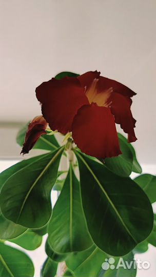 Комнатные растения цветы большие