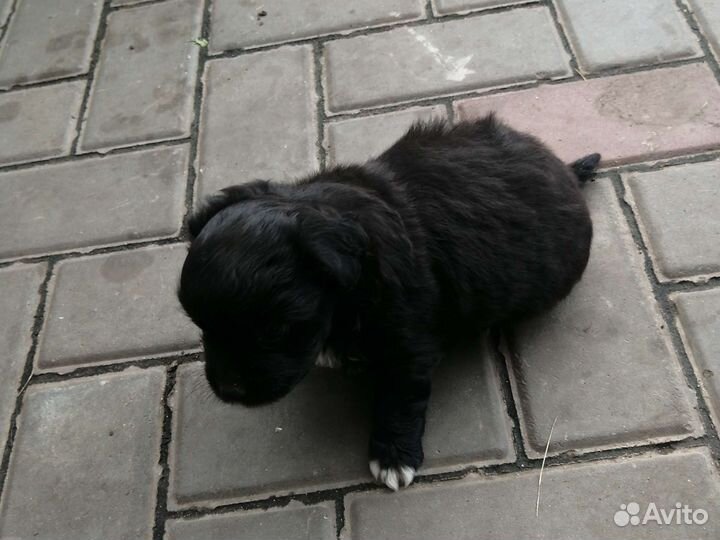 Щенок 1,5 месяца, девочка