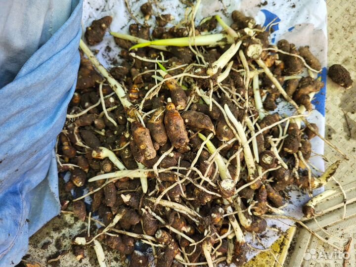 Растения каллы, корни