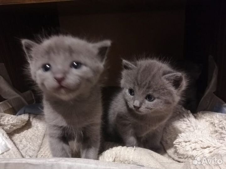 Серые котята в добрые руки