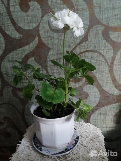 Герань пеларгония