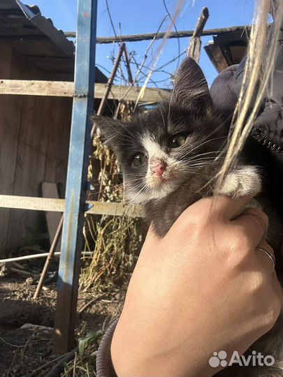 Котята
