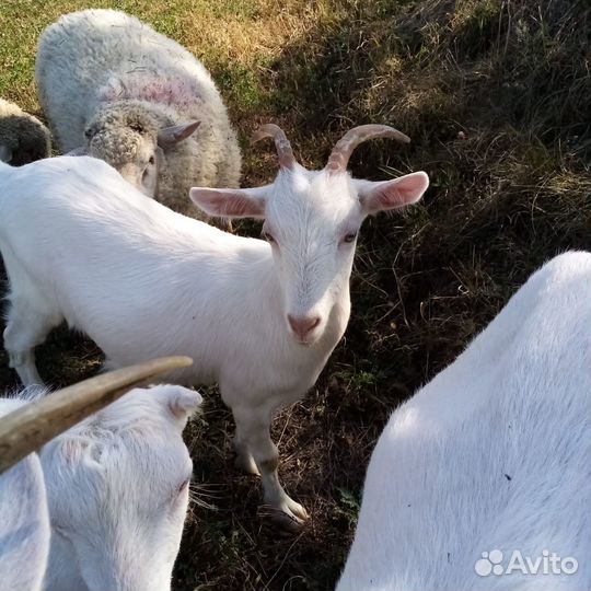 Продажа коз