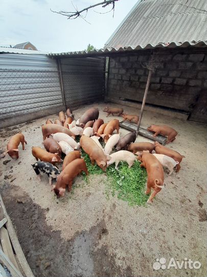 Продам поросят