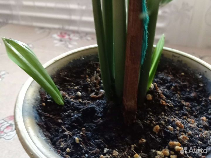 Комнатные цветы