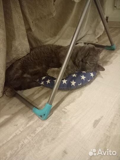 Отдается в добрые руки породистый кот