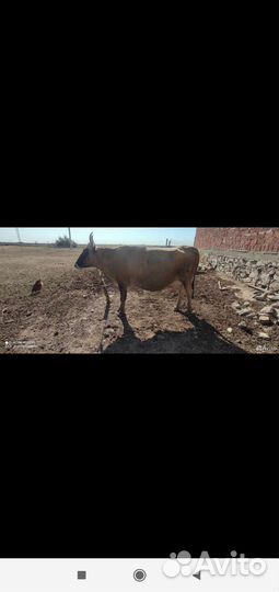 Корова дойная