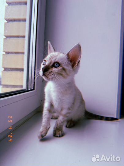 Бенгальский котенок (девочка )