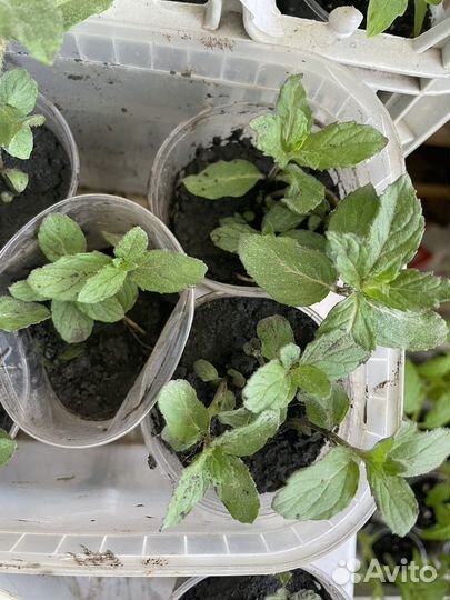 Мята сортовая гибридная