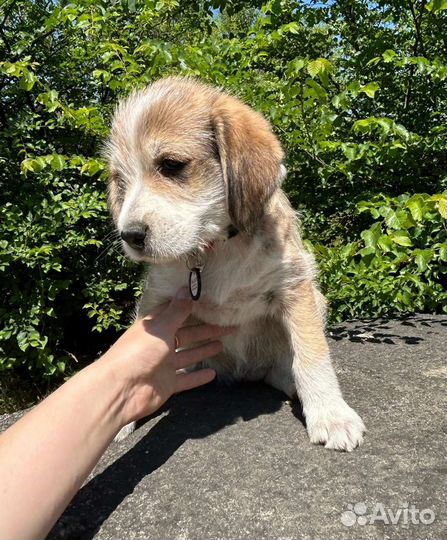 Красотулька в добрые руки