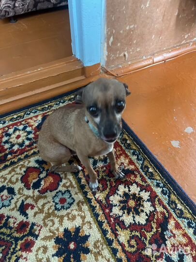 Продаётся девочка мини тойтерер