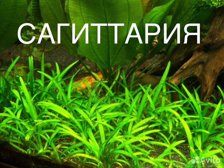 Растения аквариумные
