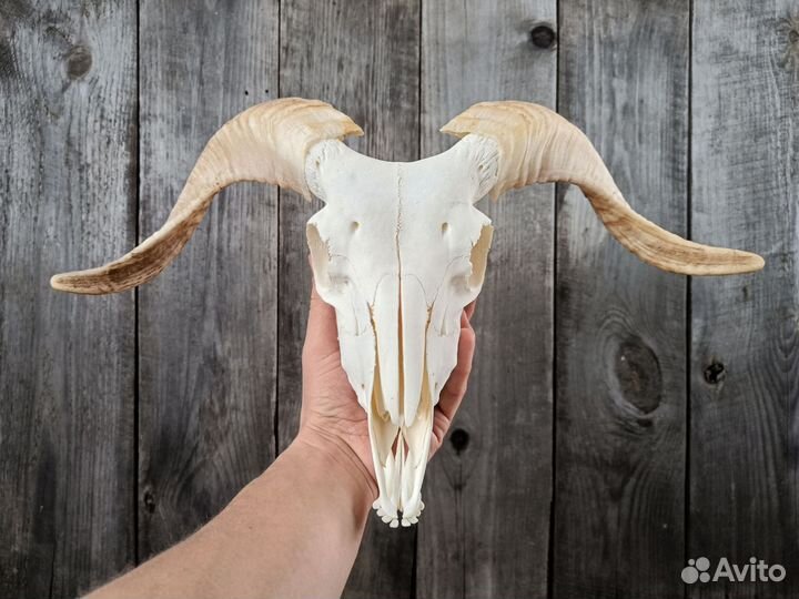 Череп барана