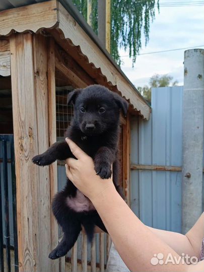 Щенки немецкой овчарки бесплатно
