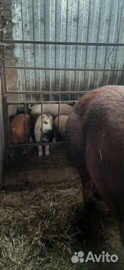 Продаются поросята