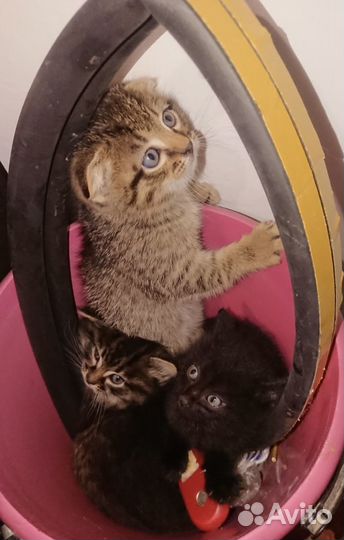 Отдам в добрые руки котят