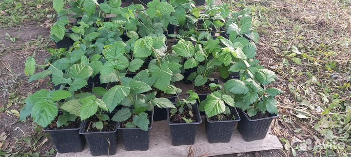 Саженцы ежевики