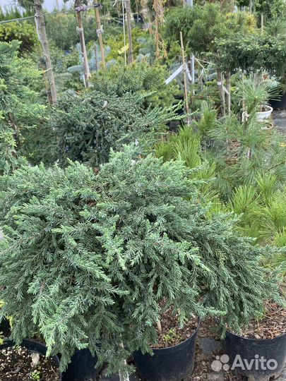 Декоративные растения для сада