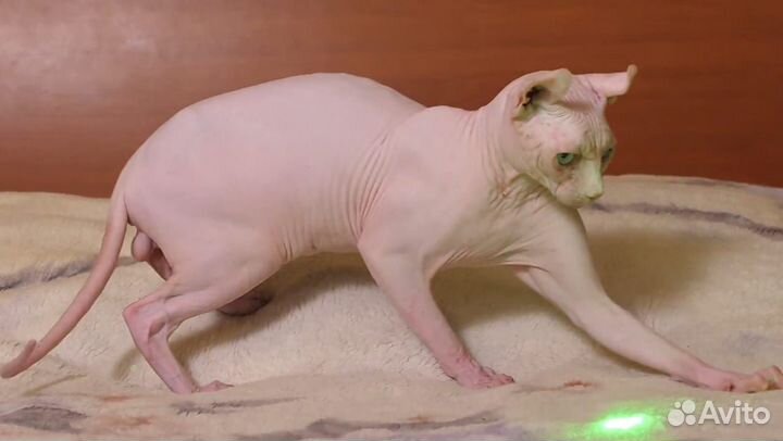 Канадский сфинкс эльф вязка