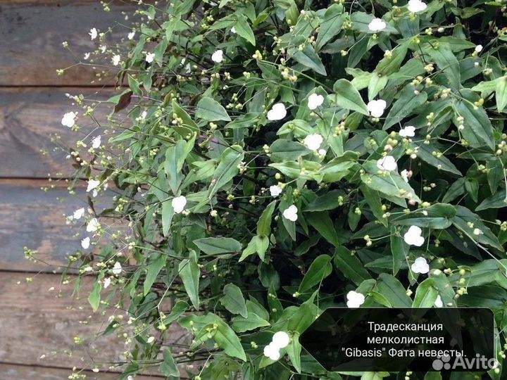 Традесканция гибазис Bridal veil (фата невесты)