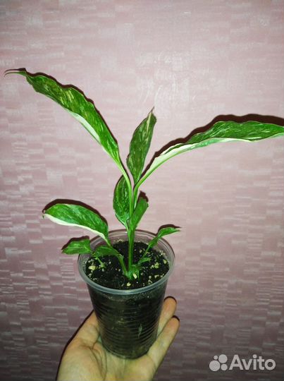 Спатифиллум домино