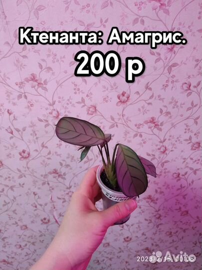 Комнатные растения