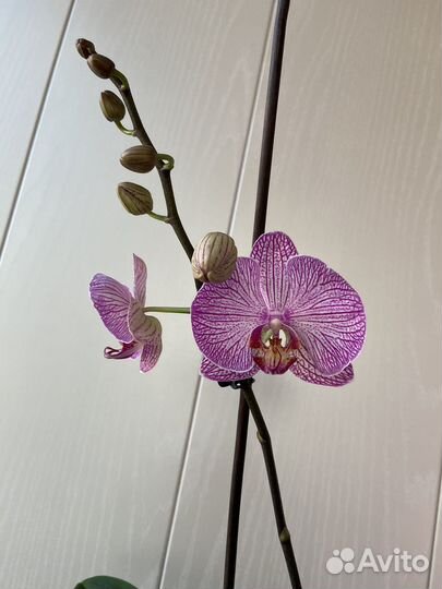 Орхидея фаленопсис