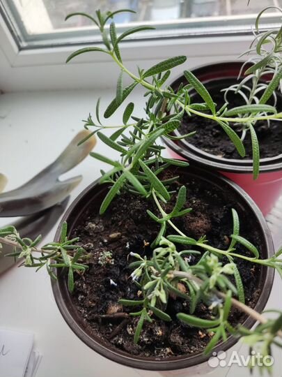 Продам цветы комнатные