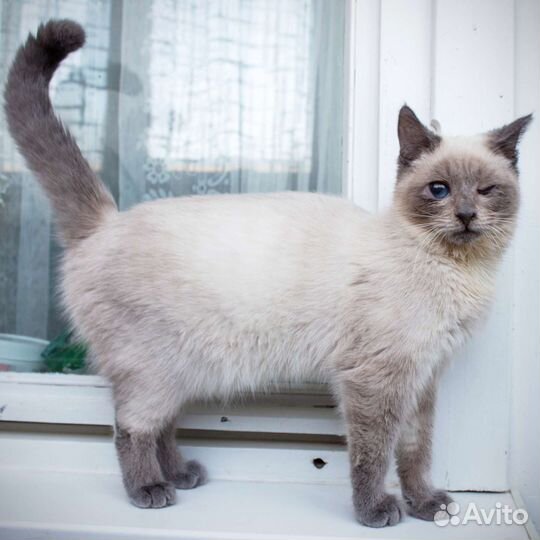 Кошечки сиамские