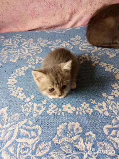 Котенок серый