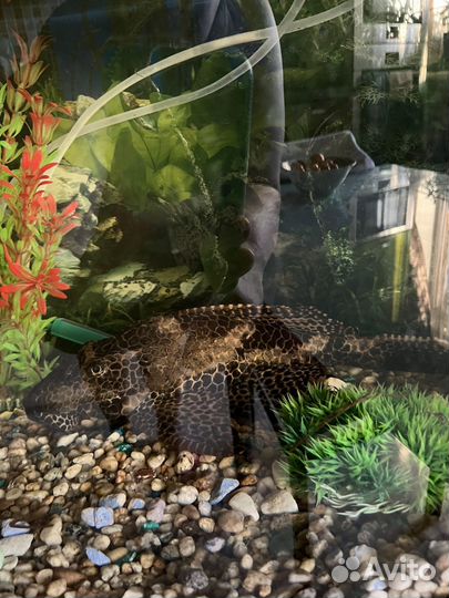 Сом парчовый (птеригоплихт)размер около 50 см