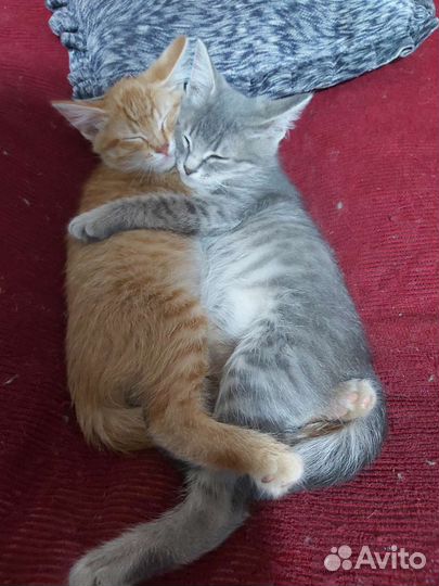 Котята