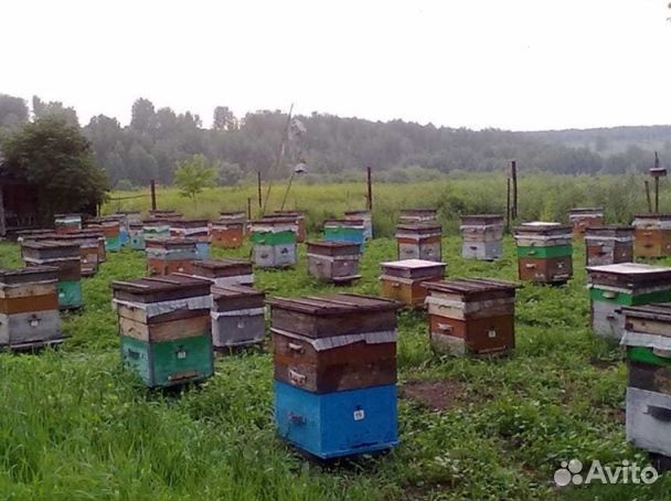 Мед 2024 года Алтайский опт