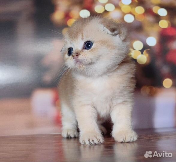 Шотландская золотая шиншилла