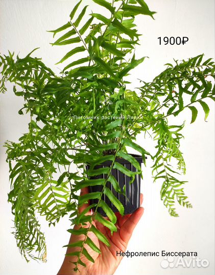 Папоротники разные комнатные