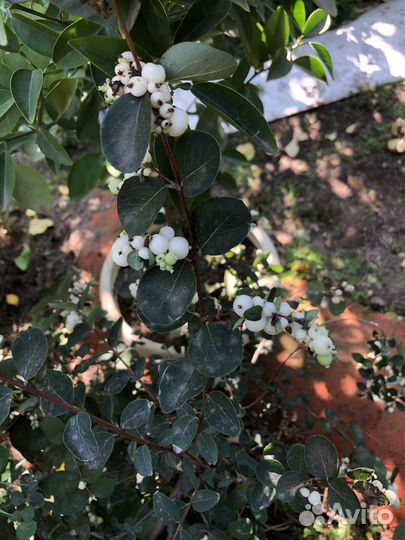 Снежноягодник