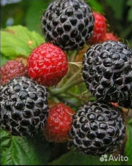 Саженцы черной малины