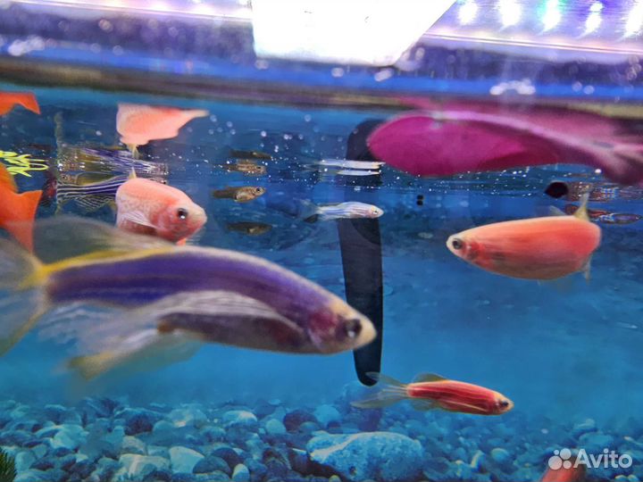 Данио GLO (микс)